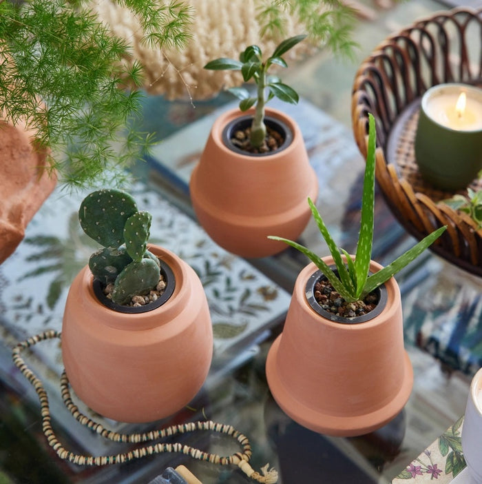 Desert Plant Grow Kit