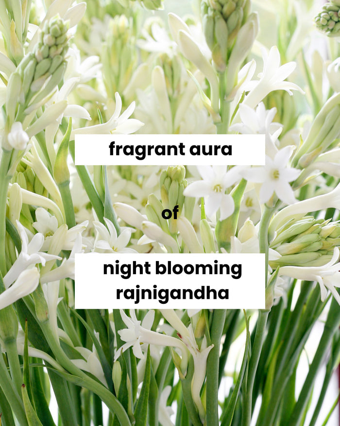 White night-blooming rajnigandha flower fragrance text on background