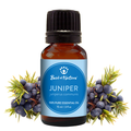 Bottle of Juniper essential oil with juniper berries on a white background